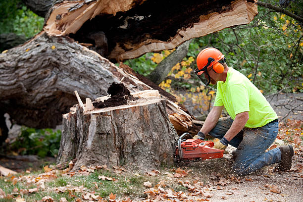 Best Arborist Services Near Me  in Cody, WY